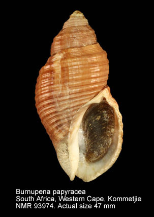 Burnupena papyracea (7).jpg - Burnupena papyracea(Bruguière,1789)